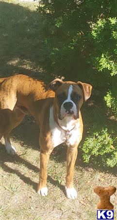 Hoffdog Picture 1